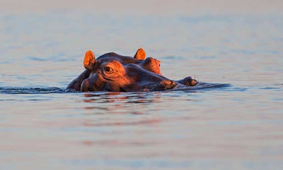 A Hippopotamus peeking out of the water