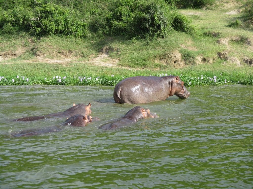 Hippopotamus family in the water