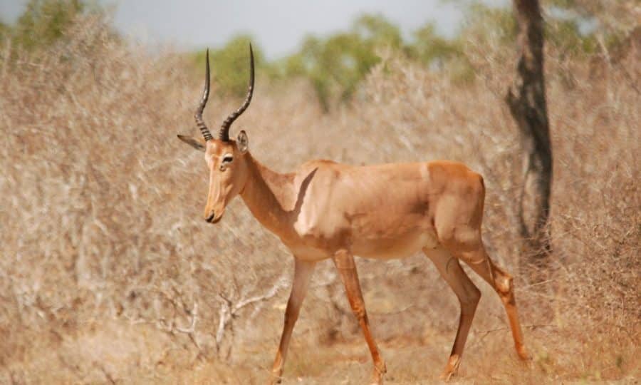 Female Hirola in the wild