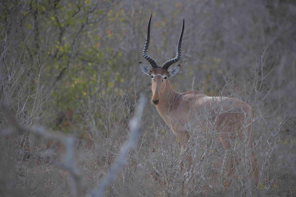 A Hirola looking face on