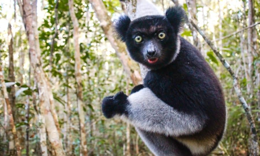 An adult Lemur, looking at the camera