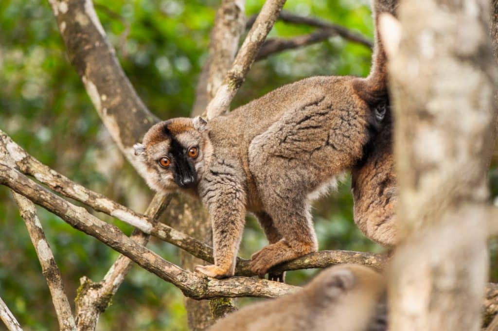 A Lemur plays in a tree