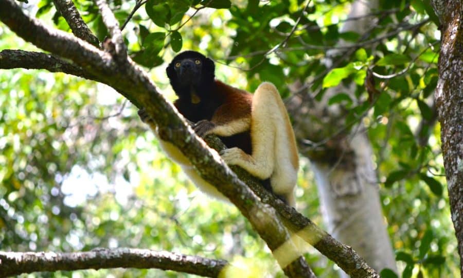 A Lemur sits in the tree
