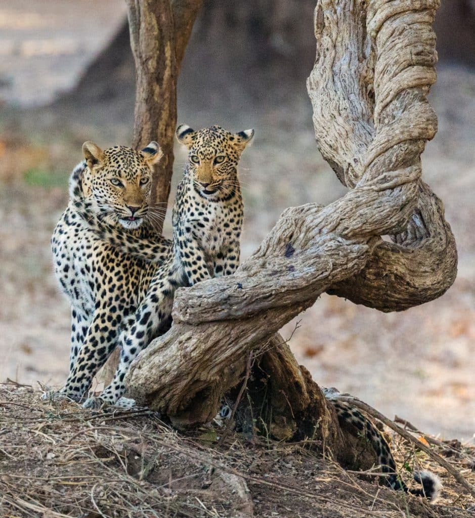 A Leopard and cub resting near a tree