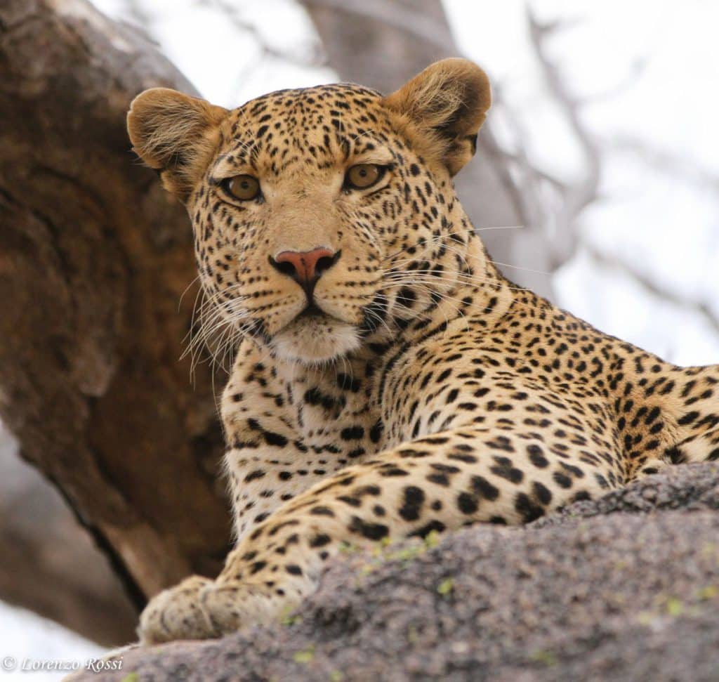 A close up of a Leopard sat in a tree