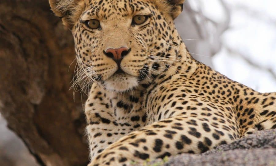 A close up of a Leopard sat in a tree