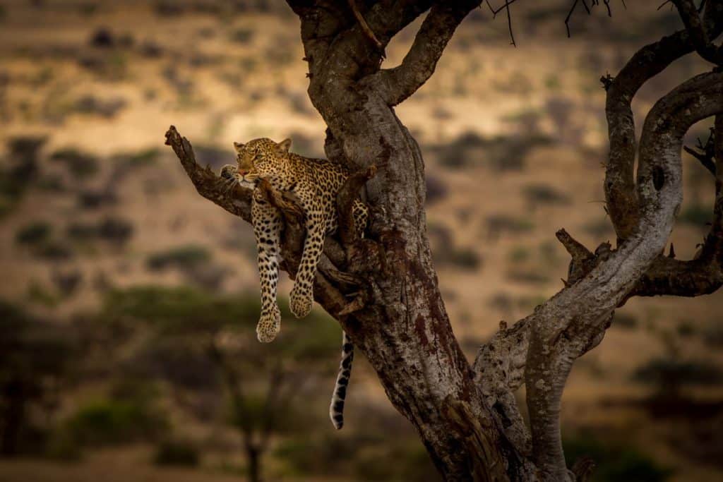 A Leopard relaxes in a tree