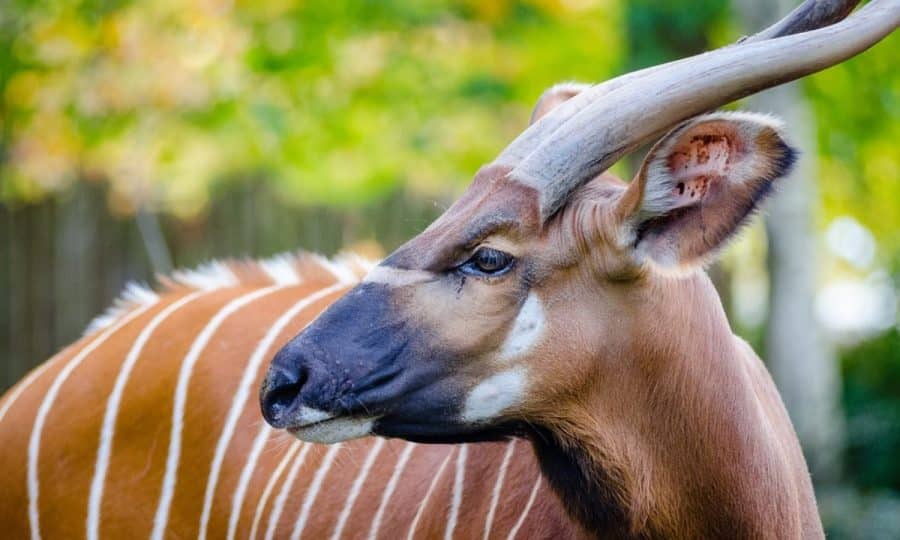 A close up of an adult Mountain Bongo