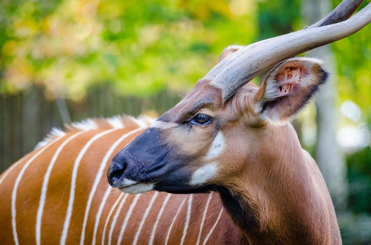 A close up of an adult Mountain Bongo