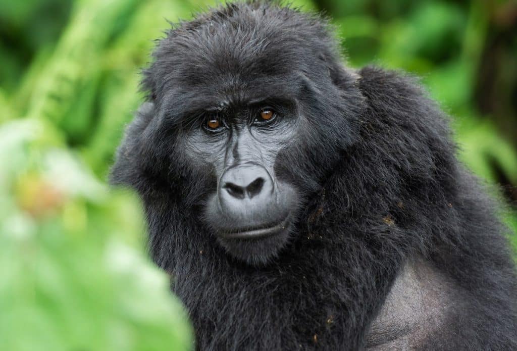 Mountain Gorilla