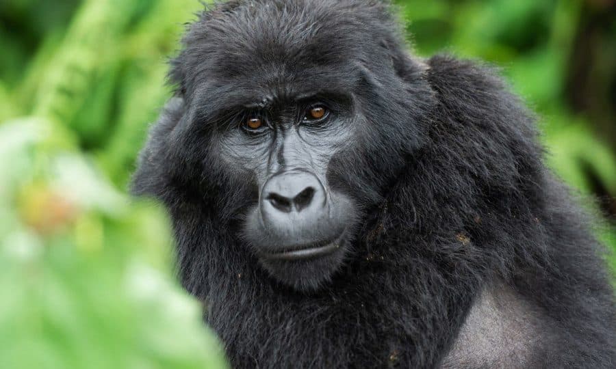 An adult Mountain Gorilla facing the camera