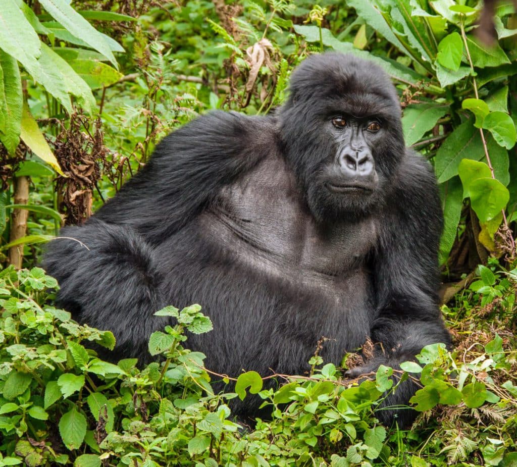 A male adult Mountain Gorilla in the forest