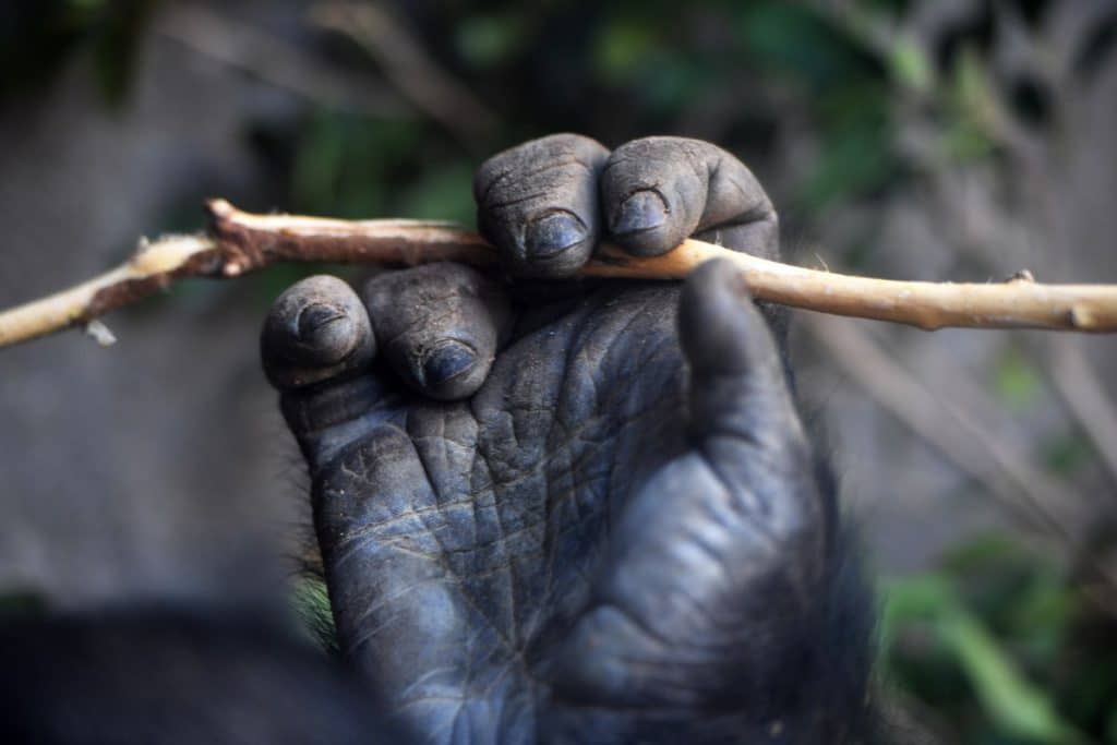 A close up of a Mountain Gorilla hand holding a stick