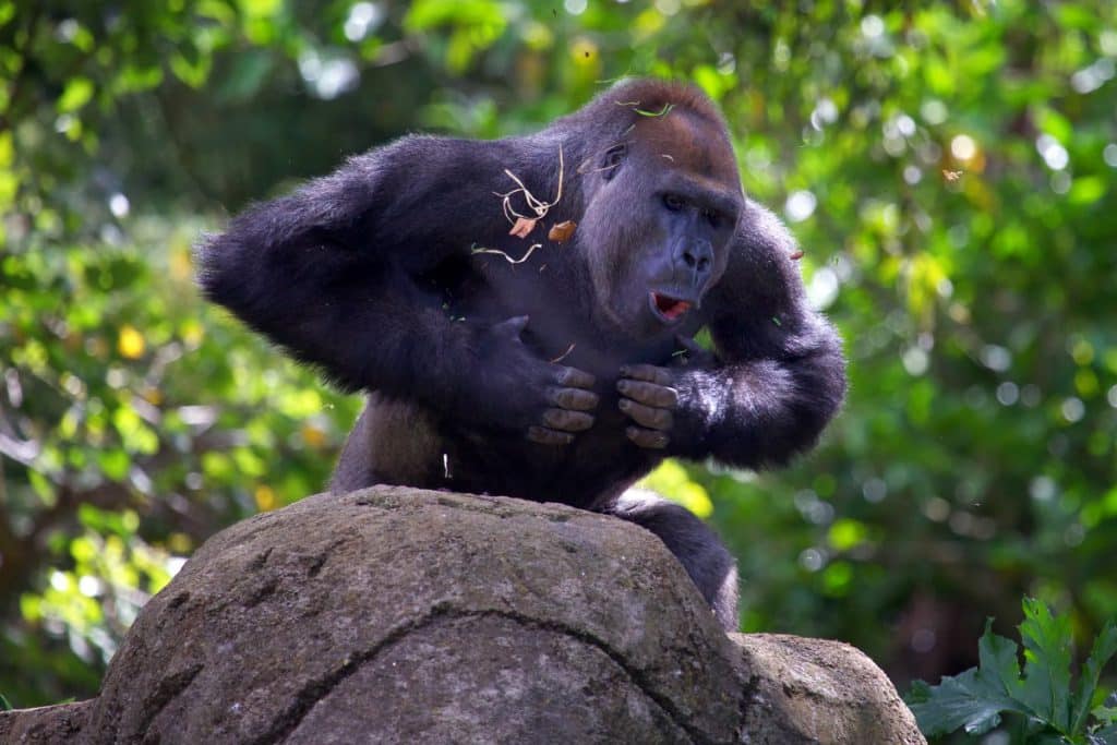 A male Mountain Gorilla beating his chest