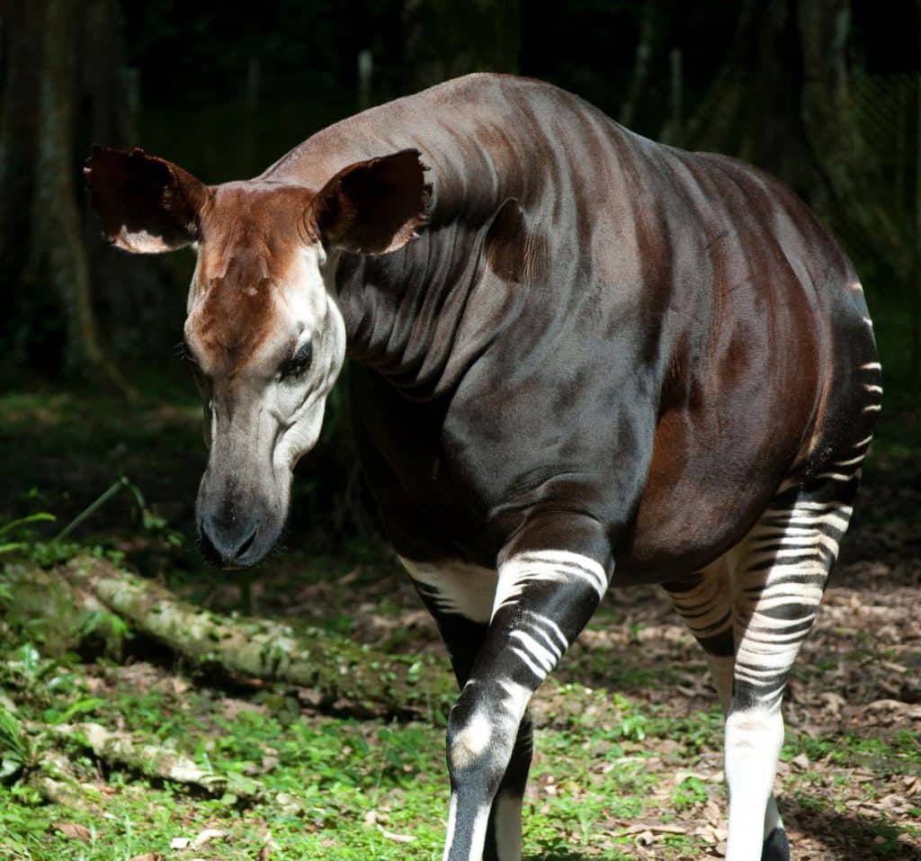 A close up of an Okapi