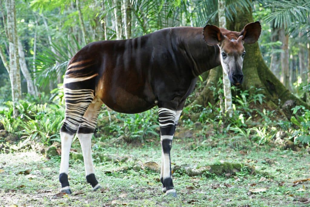 Okapi