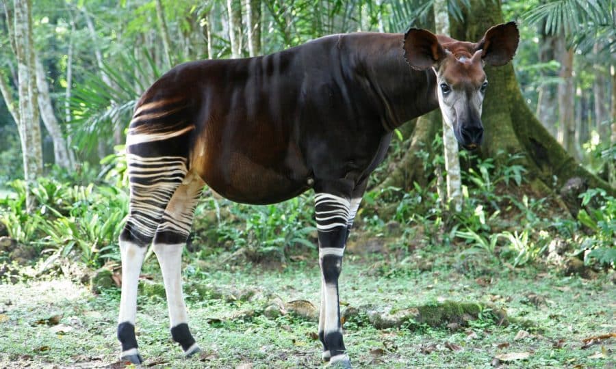A side view of an adult Okapi