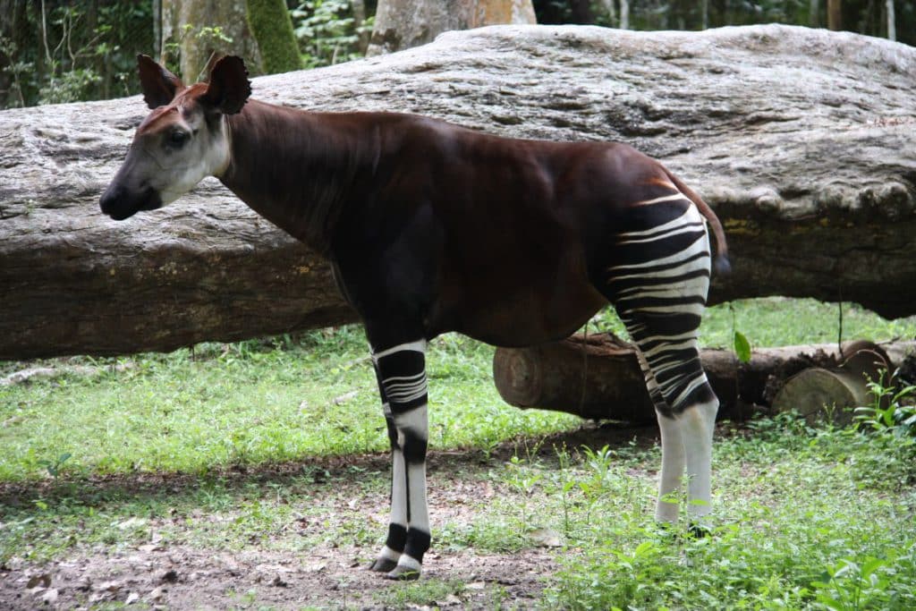 A side view of an Okapi