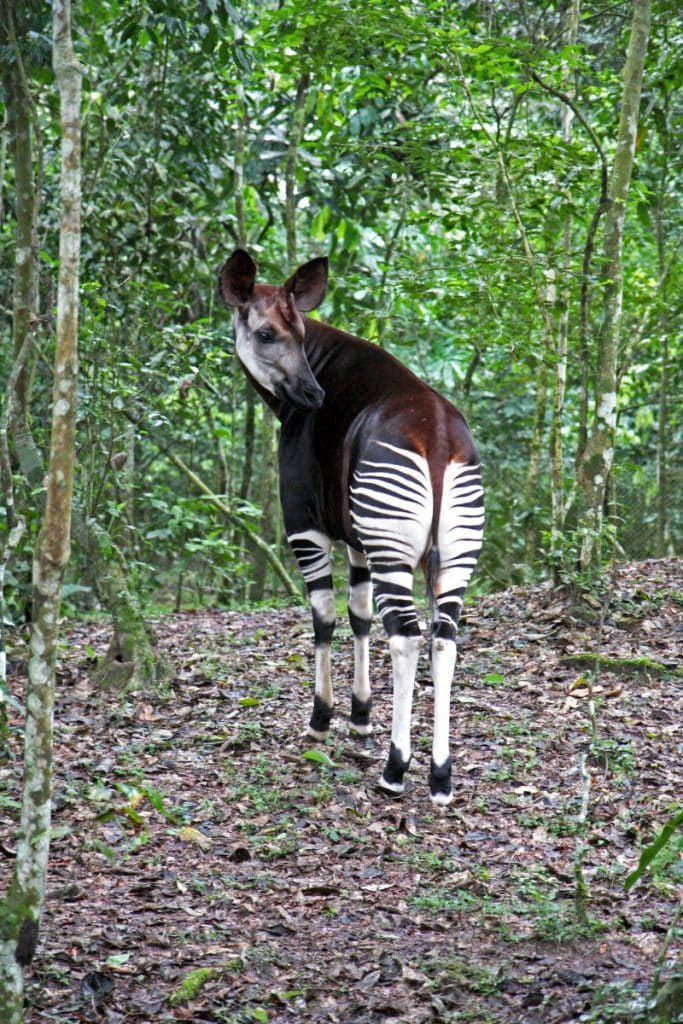 An adult Okapi stood with head turned back