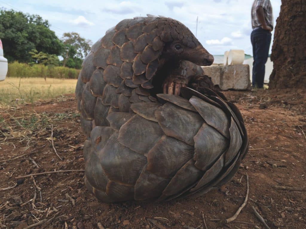 A curled up Pangolin