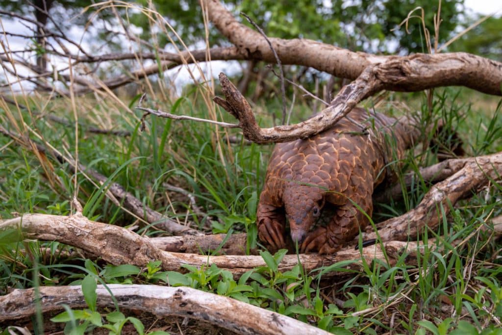 A Pangolin under a tree branch