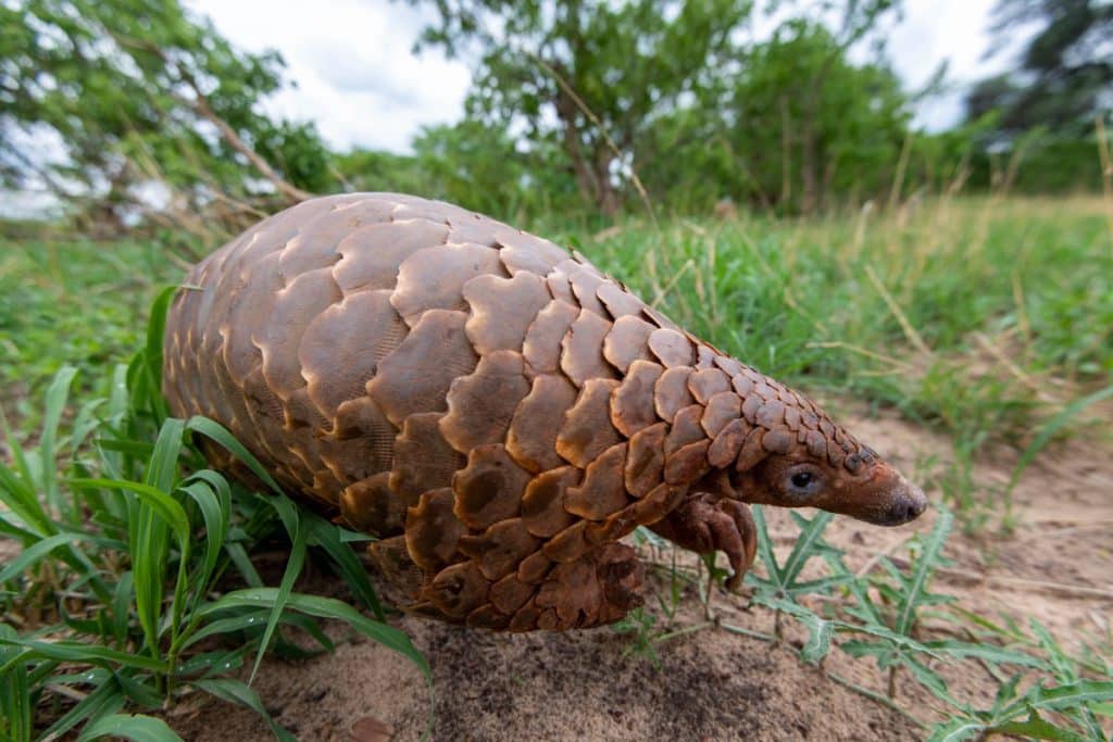 A close up of a Pangolin