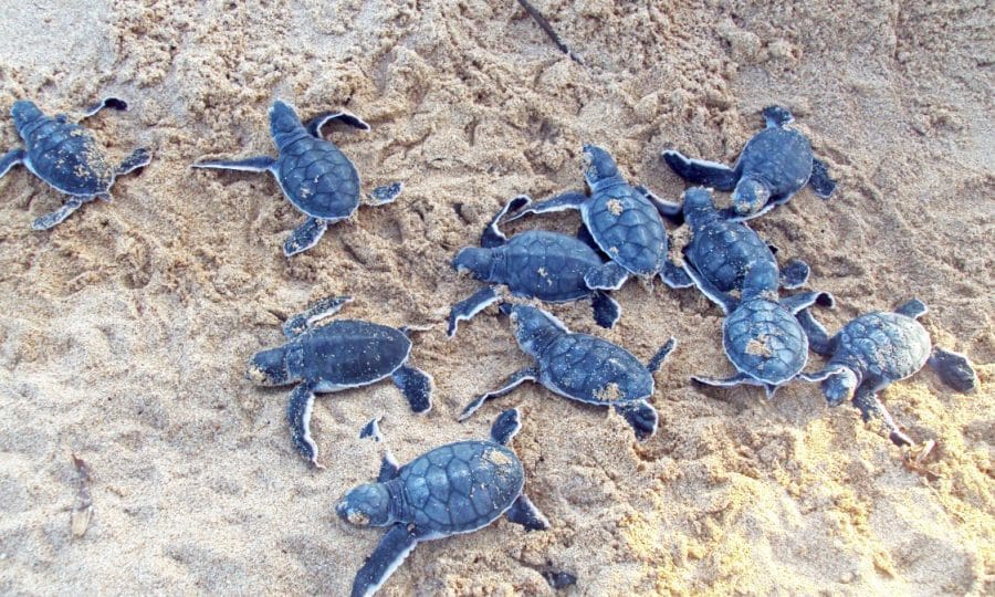Young Turtles grouped together on the sand
