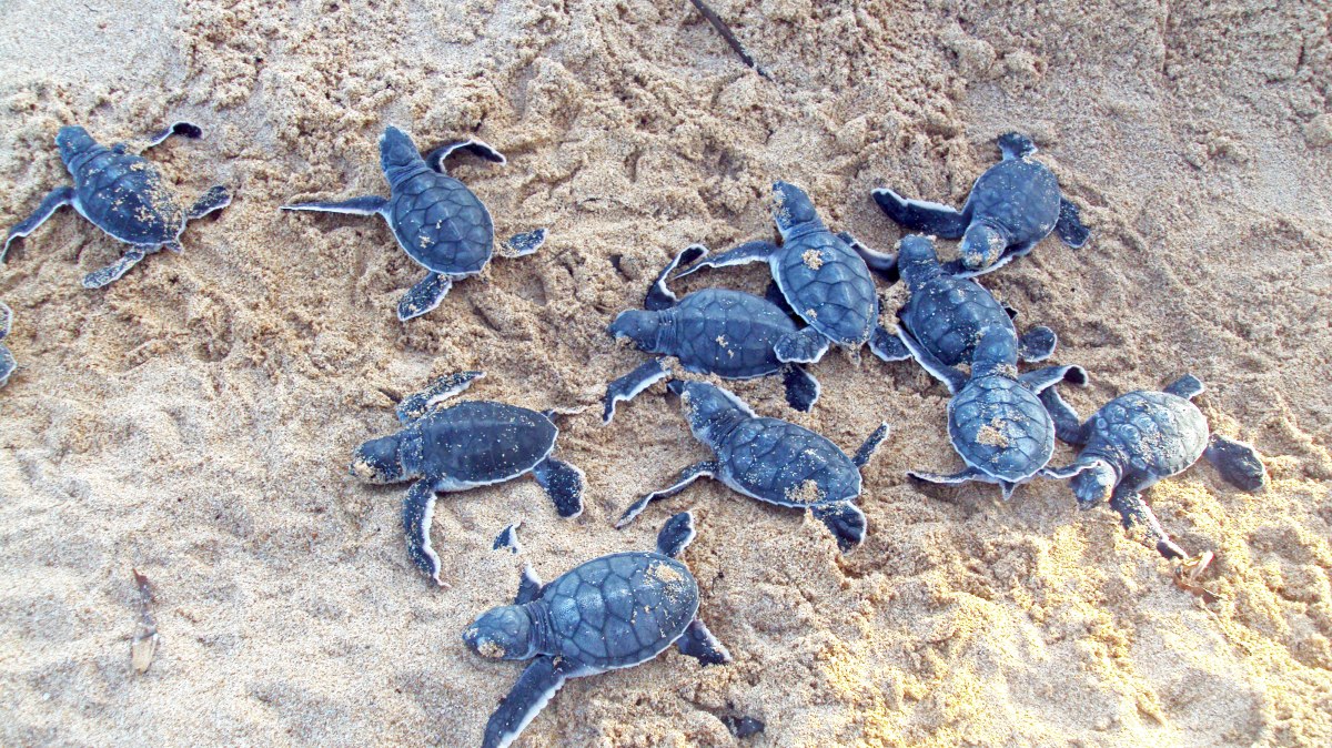 Young Turtles grouped together on the sand