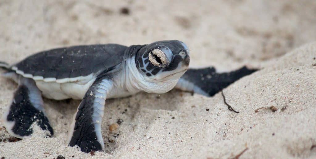 A baby hatchling Turtle on the sand