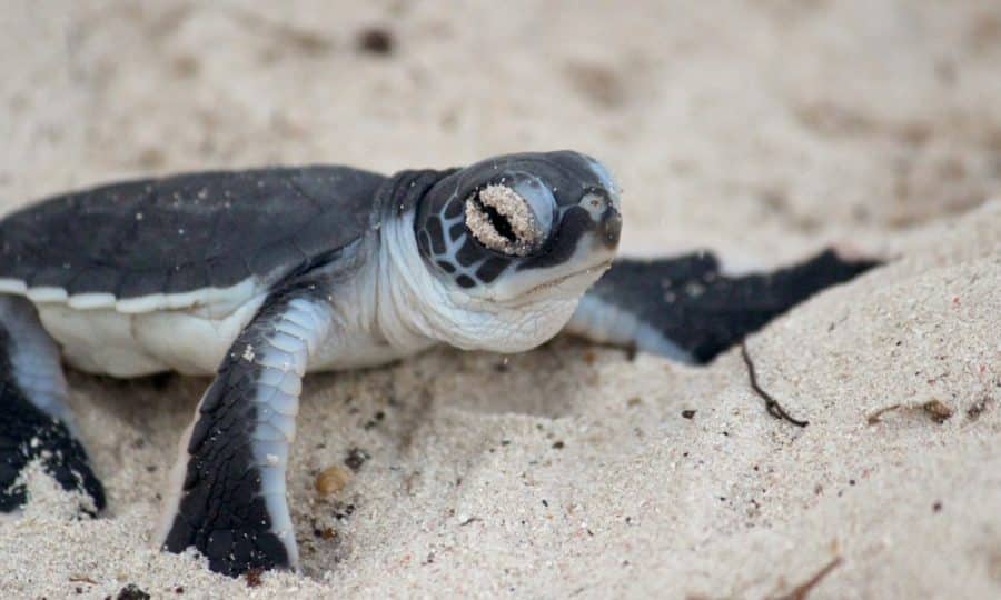 A baby hatchling Turtle on the sand
