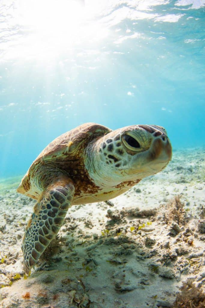 A close up of a Turtle in the sea with sun beam
