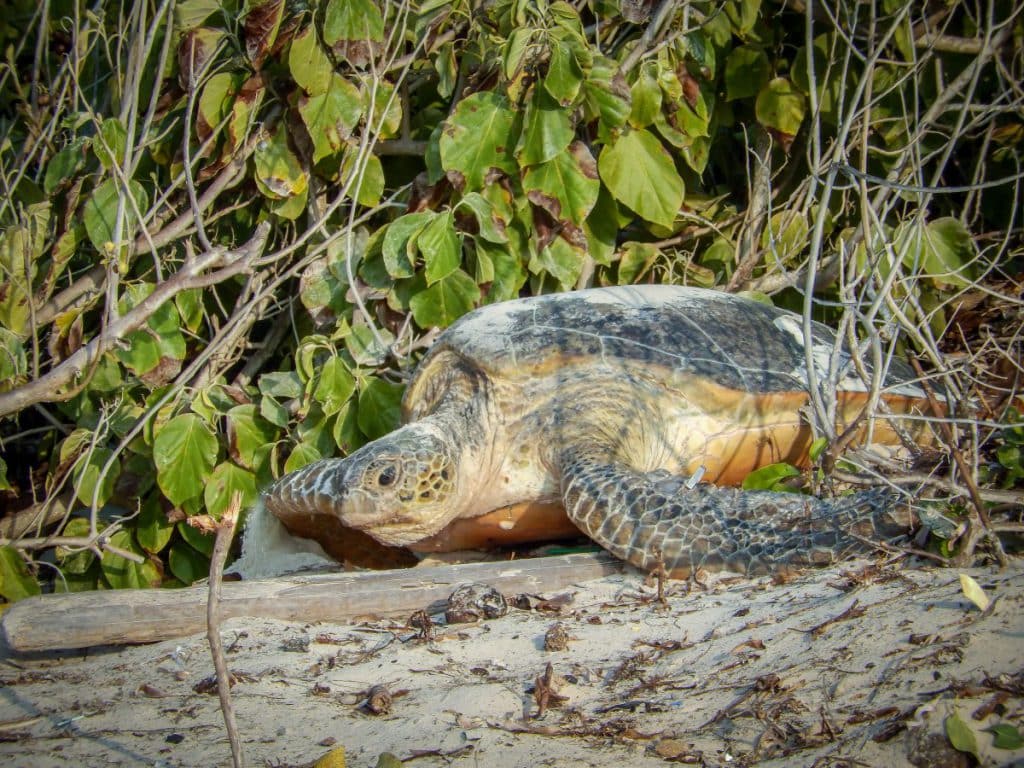 A green Turtle approaching the sand