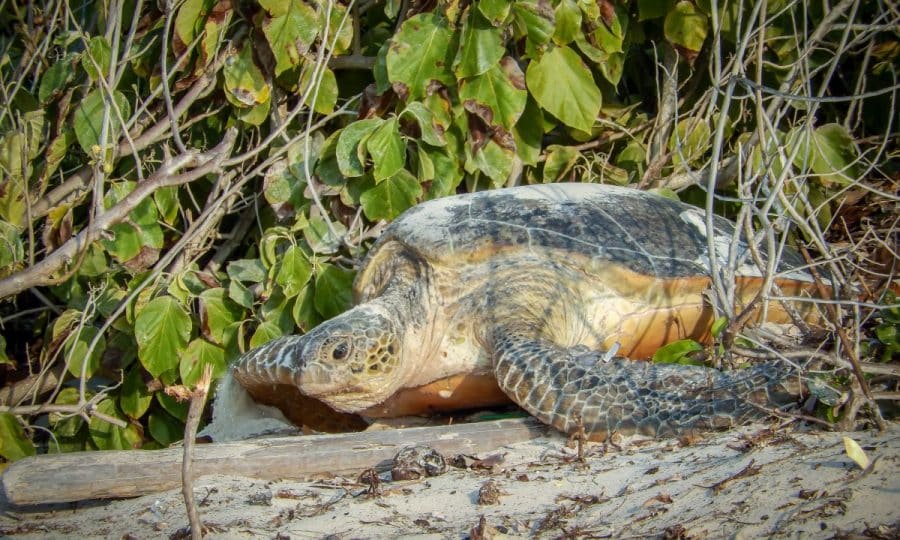 A green Turtle approaching the sand