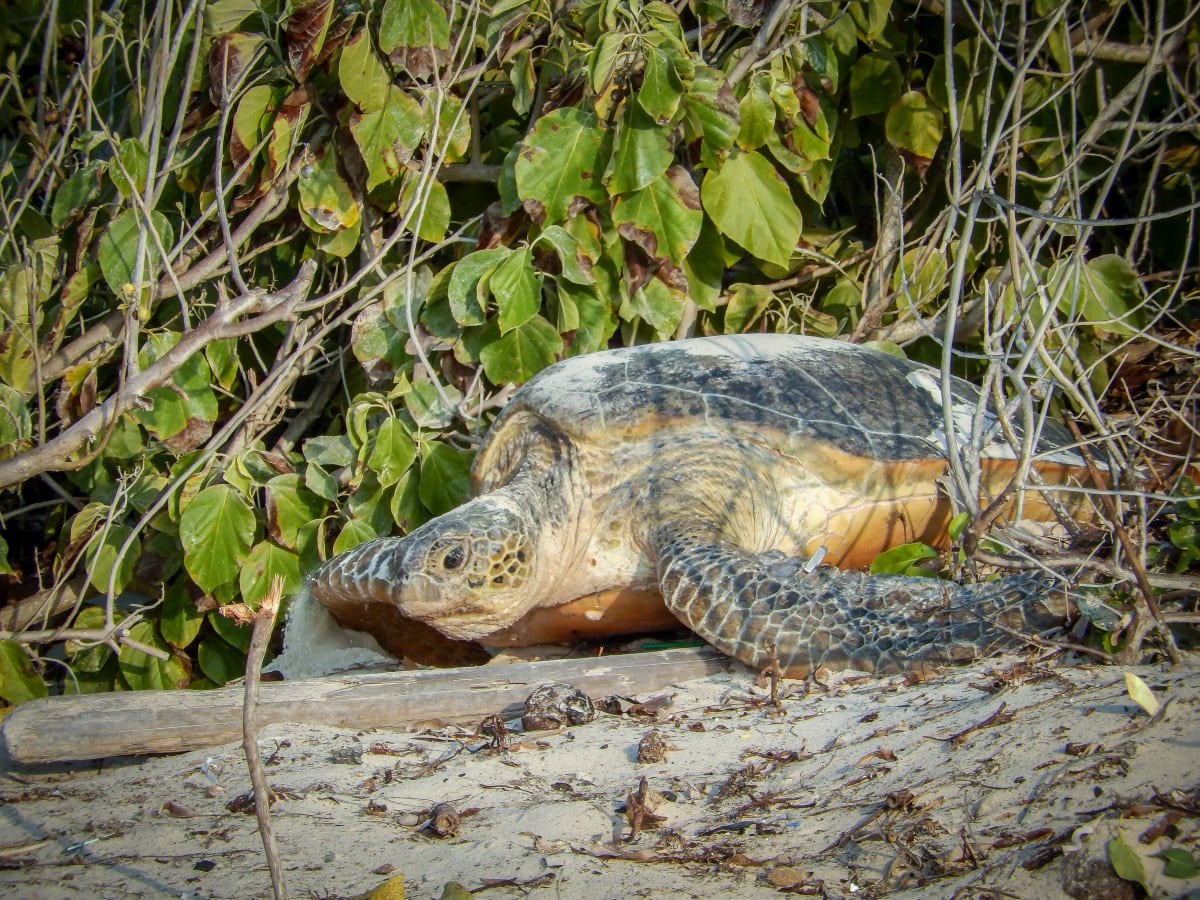 A green Turtle approaching the sand