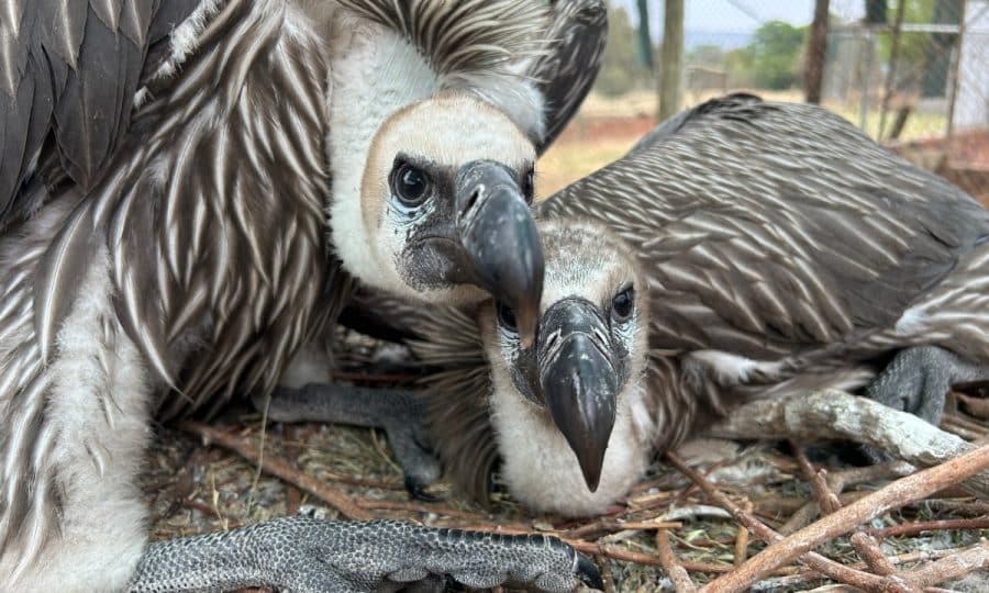 Two Vultures looking at the camera