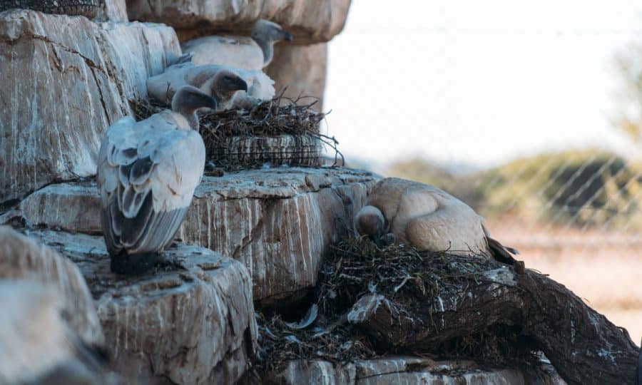 Close up of Vultures nesting