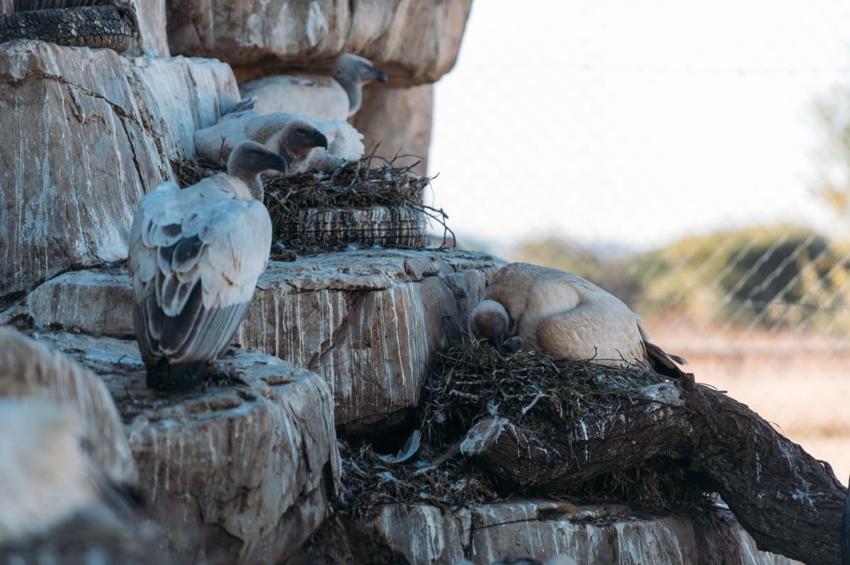 Close up of Vultures nesting