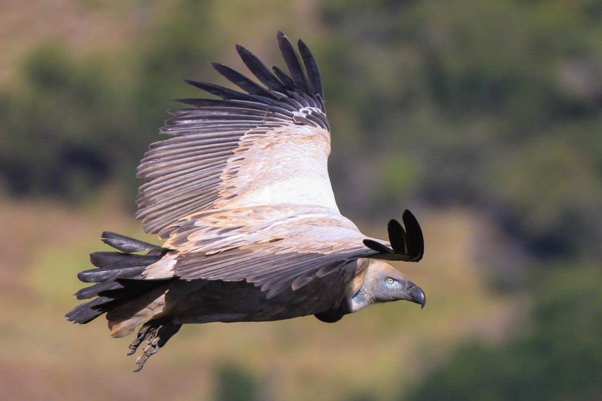 A South African Vulture soaring through the air