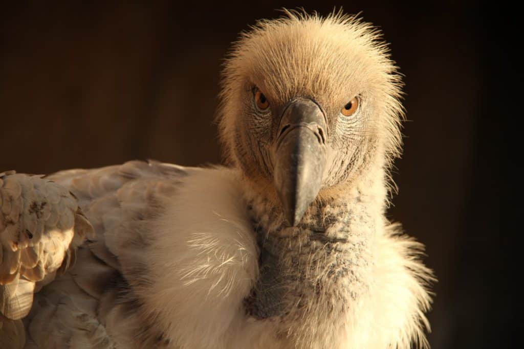 Close up of a Vulture
