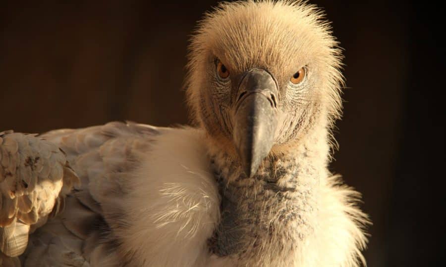 Close up of a Vulture