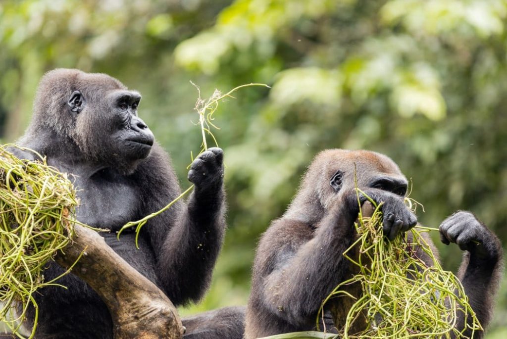 Western Lowland Gorilla