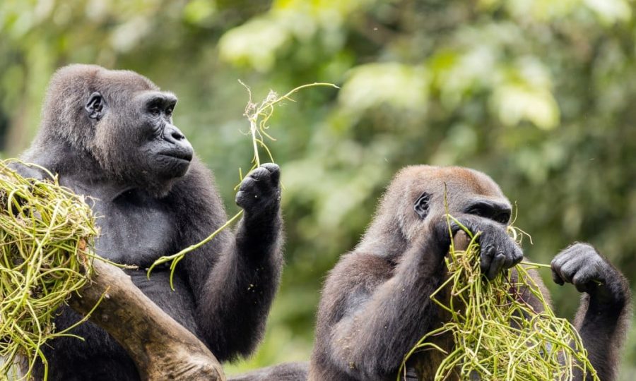 Western Lowland Gorilla eating grass in the trees