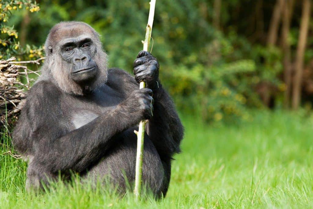 An adult Western Lowland Gorilla holding a cane