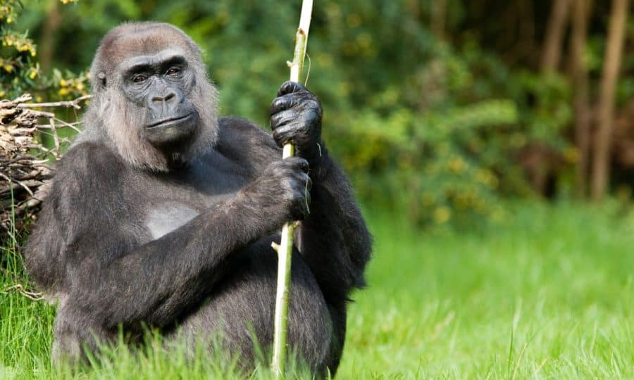 An adult Western Lowland Gorilla holding a cane