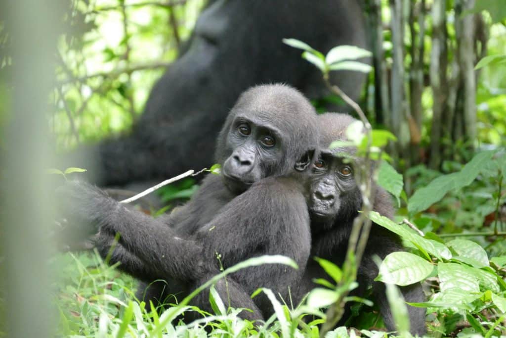 Two baby Western Lowland Gorillas in the wild