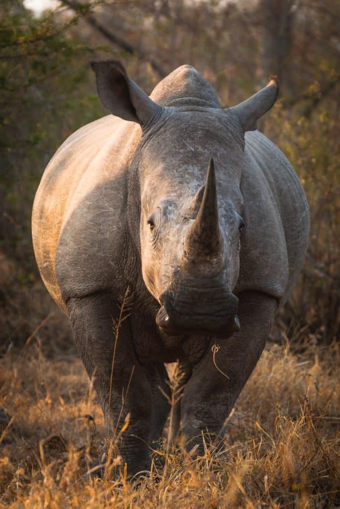 A front on view of an adult White Rhino
