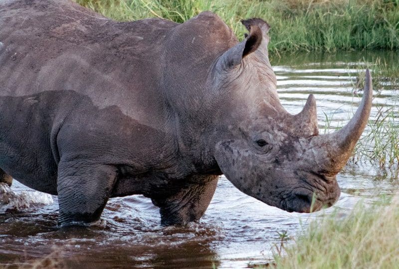 A single White Rhino stood in the water in Lewa, Kenya