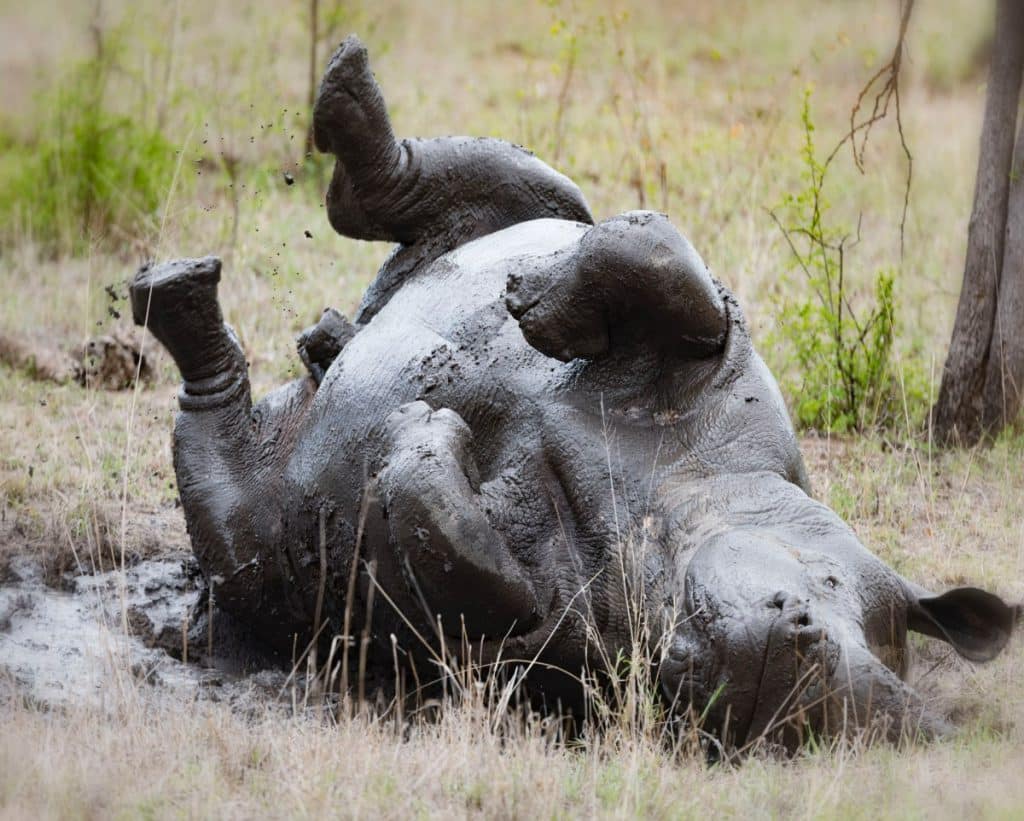 A White Rhino rolling upside down in mud in the wild