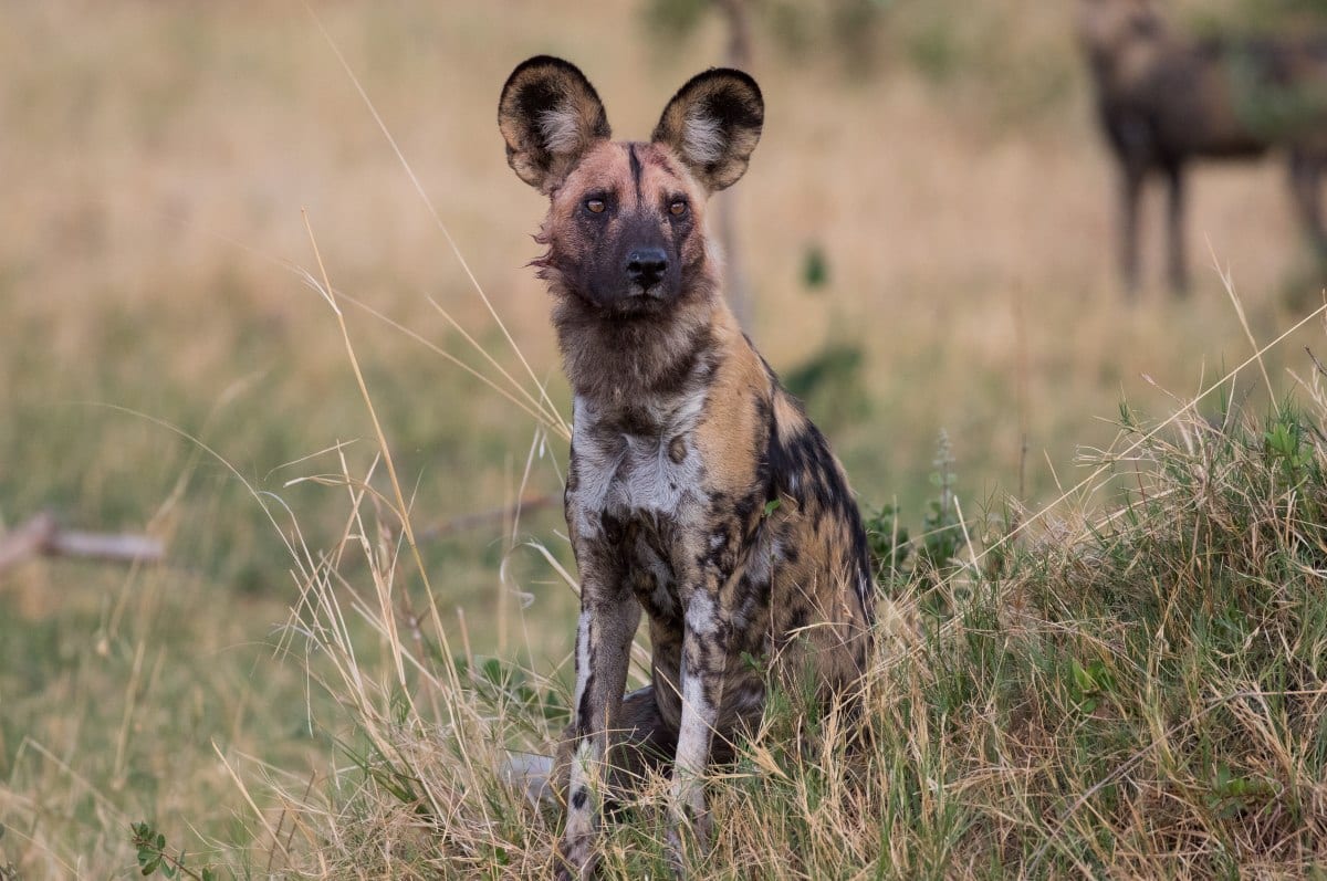 A single Wild Dog sitting in the grass