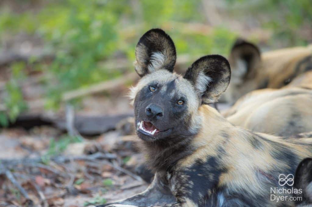 An adult Wild Dog gazes at the camera in Africa